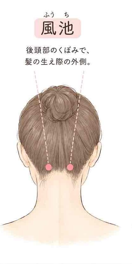 風池(ふうち)の位置:後頭部のくぼみで、髪の生え際の外側